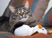 开云APP-冰火淬炼，无名英雄布雷默如何用一场比赛定义北欧足球之魂