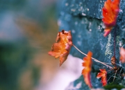 开云体育入口-双城记，恩比德碾压内线，尼克斯加时绝境逢生