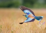 开云体育官网-回忆与预言的交错，当尼克斯鏖战活塞，詹姆斯在东决的齿轮开始转动