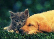 开云体育app-流星与冰川的相遇，莱奥的三分钟击碎土耳其铁壁