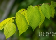 开云体育中国-跨界共振，基耶萨爆发与洪都拉斯封锁澳大利亚的隐藏纽带