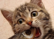 开云官网-当东部冠军遇上西部霸主，一场打破常规的跨区巅峰对决