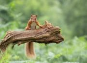 开云下载-武切维奇内线筑长城，雄鹿掌控节奏击退篮网