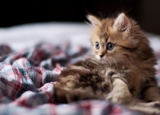 开云体育平台APP-冰与火的对决，当拉文用42分熔化盐湖城的极寒之夜