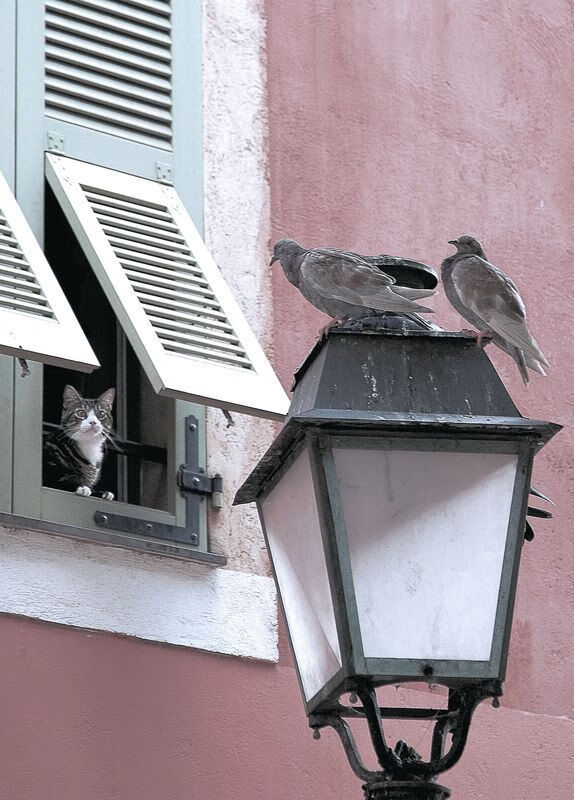 史诗之夜，恩比德封神统治全场，绿军快船血战至最后一秒