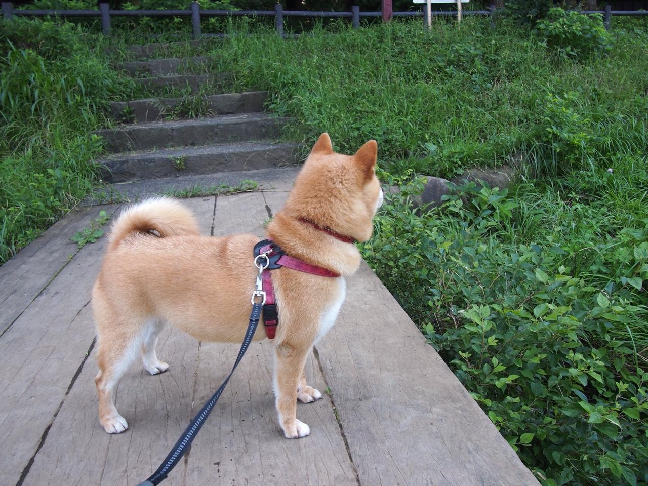 意甲烽火炼真金，为何苏格兰的混凝土防线让丹麦童话哑火？