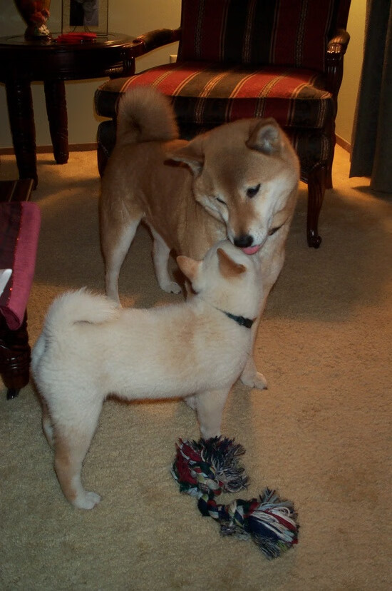 北欧风暴对决加泰巨人,哈兰德进攻端无人可挡,丹麦防线溃败于巴萨铁蹄