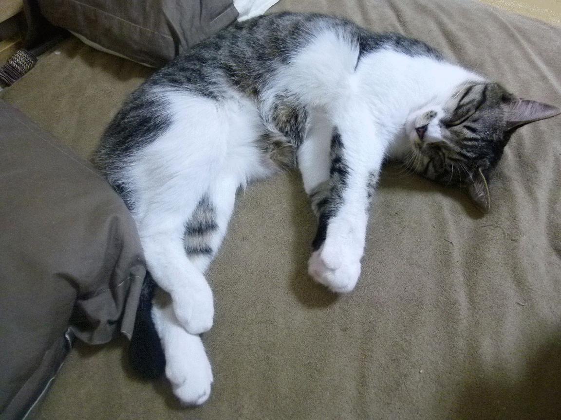 决胜时刻，从佛罗伦萨果岭到巴林赛道，孤勇者的交响