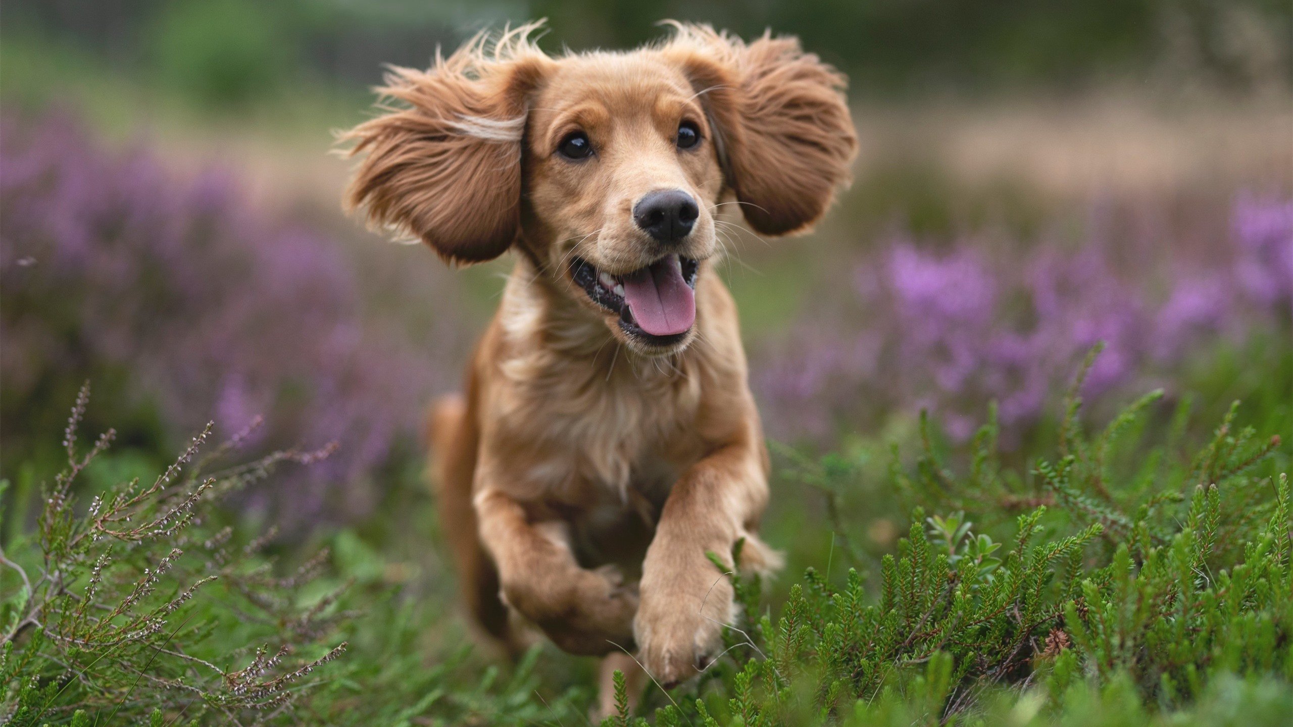 当袋鼠军团遇见永恒之城，一场穿越16483公里的足球奇遇与坎特的第800场里程碑