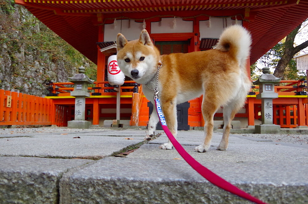 冰与火的碰撞，塔图姆最后一击熄灭广厦逆袭烈焰