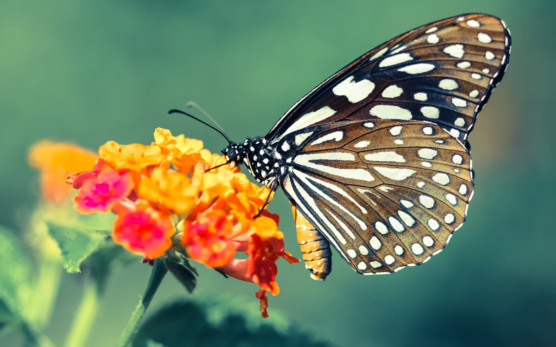 擎天柱砸碎骑士盾牌，武切维奇一人主宰生死时速