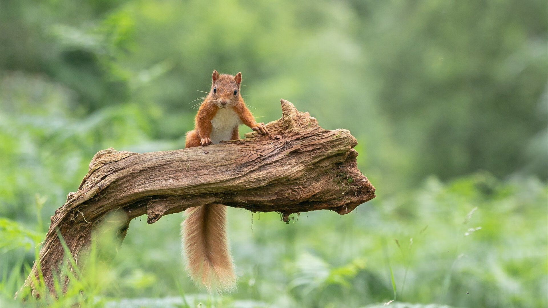 武切维奇内线筑长城，雄鹿掌控节奏击退篮网