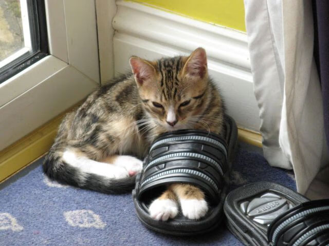 冲击波摧毁篮网防守,小贾伦·杰克逊从配角到关键先生的华丽转身