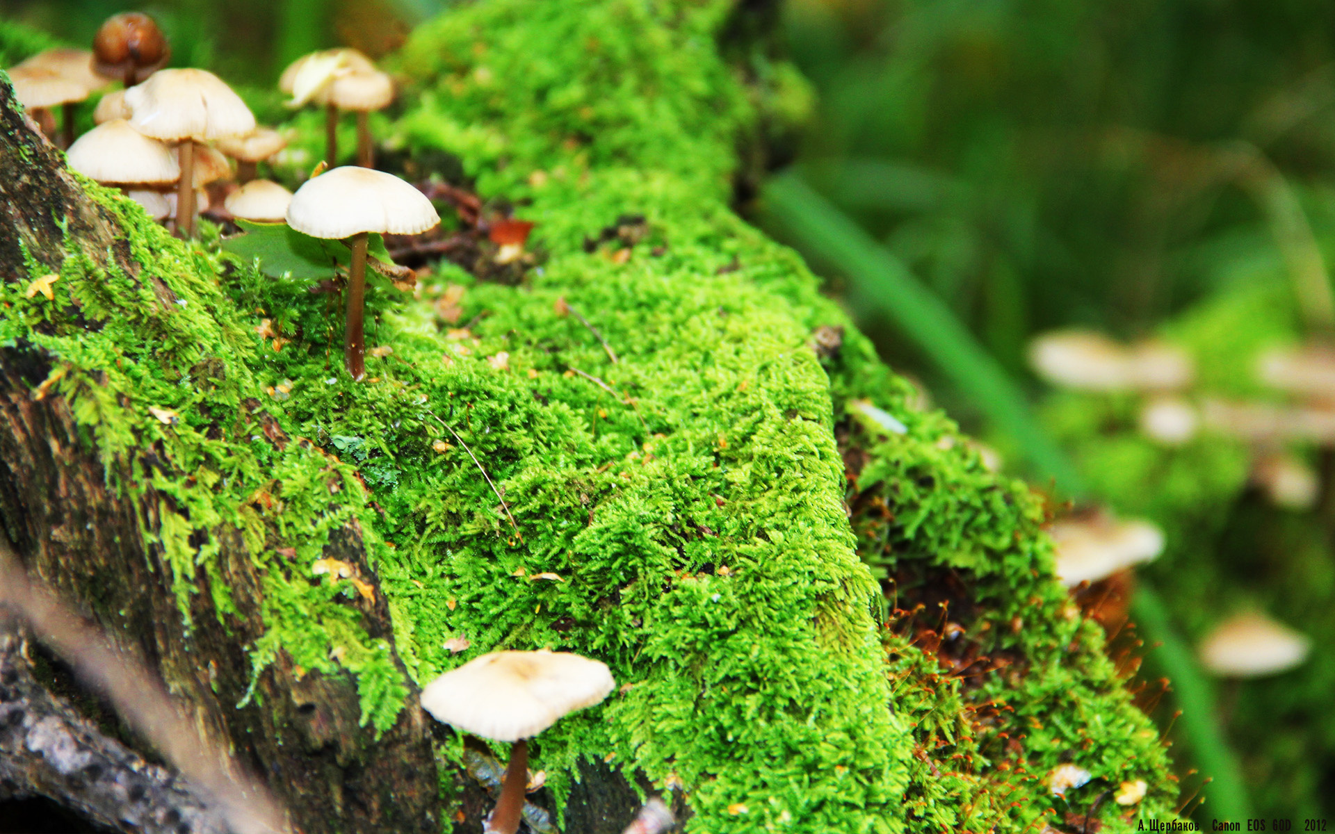 意甲焦点战之夜，绿茵场上的莫兰特式冠军级表演