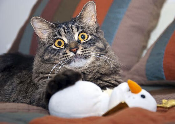 聚光灯外的稳定，阿根廷的胜利与库尔图瓦的沉默守护