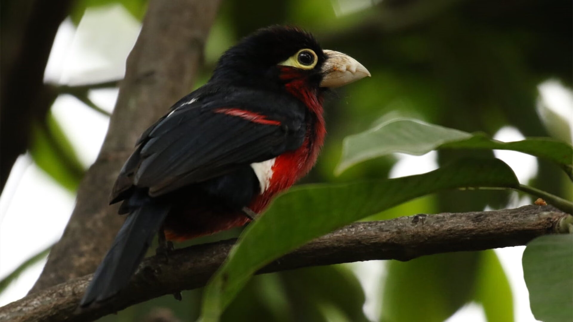 黄浦江畔的战术风暴,布克三双引领上海队斩落御林军