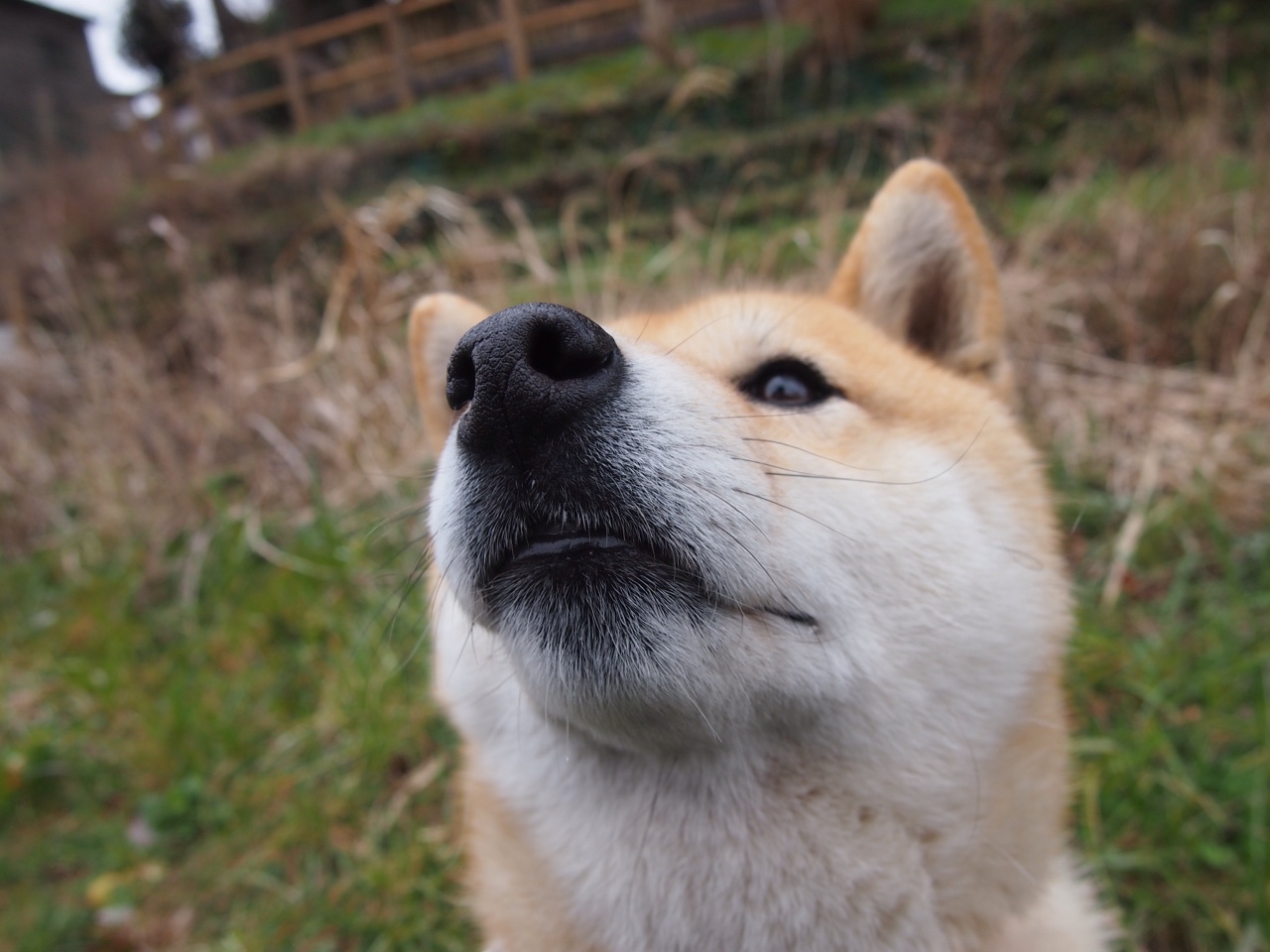 绿茵双星辉映,莫德里奇魔术惊艳四座,瑞士铁血连胜压制秘鲁
