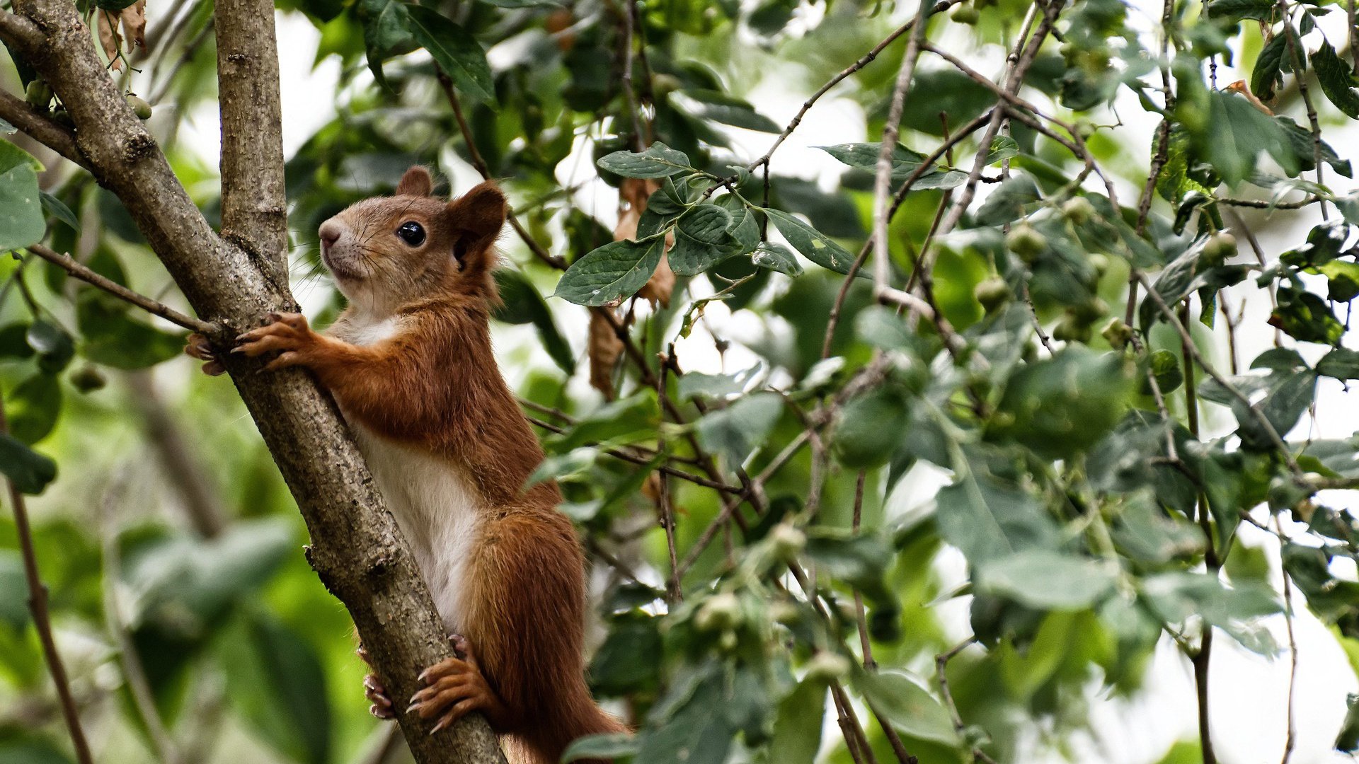 逆转基因,从伯纳乌到AT&T中心,跨越万里的体育精神共振